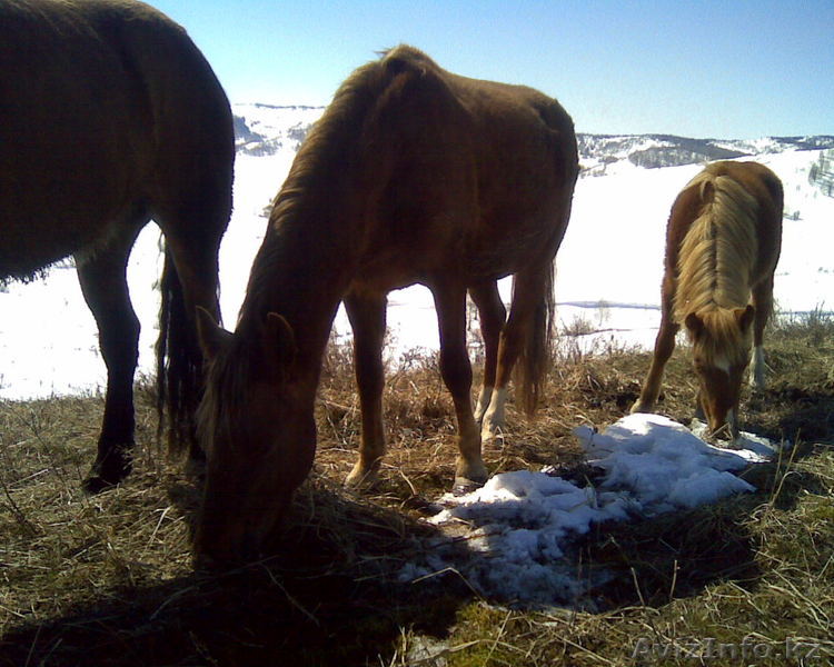 Продам лошадей разного возраста - Изображение #1, Объявление #129520