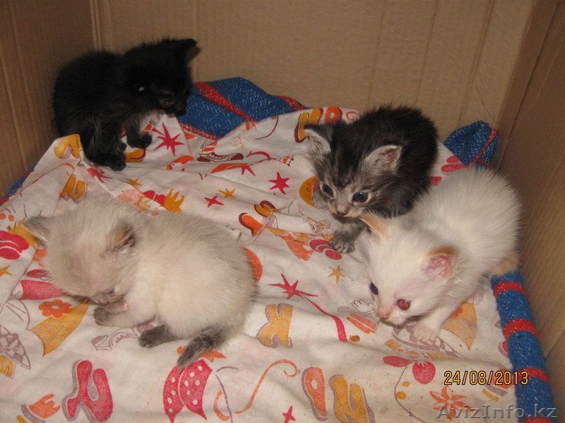 милые, игривые котят ищут новый дом для себя - Изображение #1, Объявление #955519