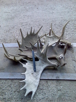 Куплю сухие рога лося - Изображение #2, Объявление #933762