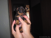 Продам щенка той-терьера мальчика  - Изображение #1, Объявление #962780