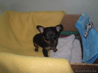 Продам щенка той-терьера мальчика  - Изображение #3, Объявление #962780