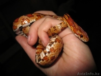 Продам скорпионов пауков птицеедов - Изображение #3, Объявление #1118599