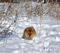 шикарные щенки чау-чау - Изображение #6, Объявление #1200203