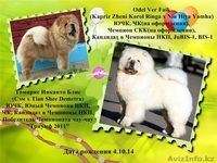 шикарные щенки чау-чау - Изображение #1, Объявление #1200203