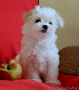 продаются щенки мальтезе