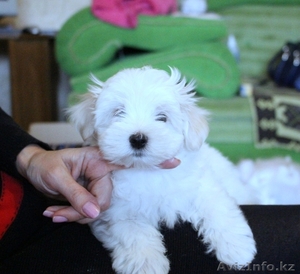  щенки мальтезе