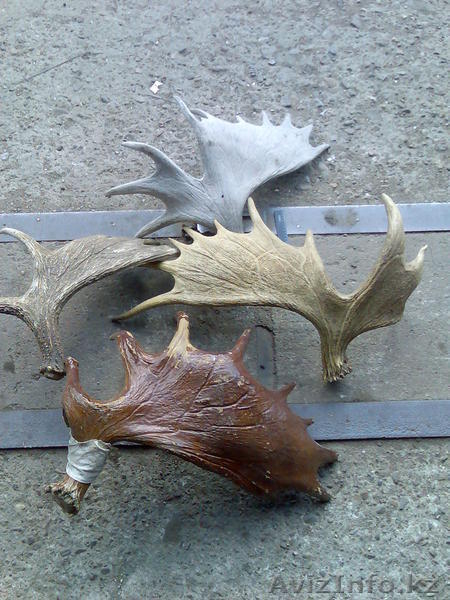 Куплю сухие рога лося - Изображение #1, Объявление #933762