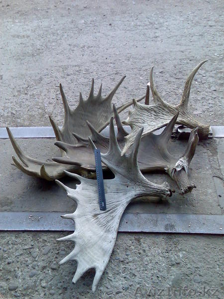 Куплю сухие рога лося - Изображение #2, Объявление #933762