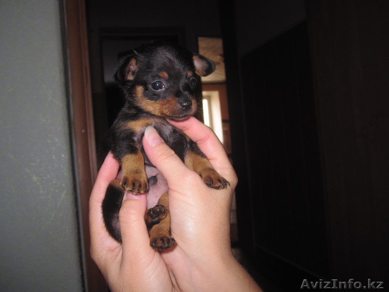 Продам щенка той-терьера мальчика  - Изображение #1, Объявление #962780