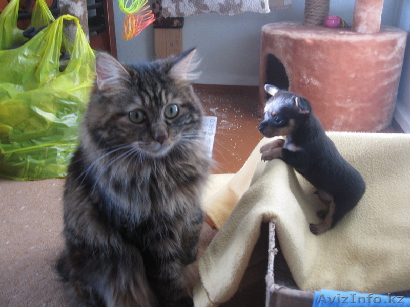 Продам щенка той-терьера мальчика  - Изображение #2, Объявление #962780