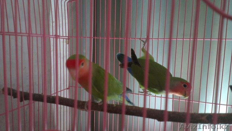 Продам Неразлучников)) - Изображение #1, Объявление #1084369