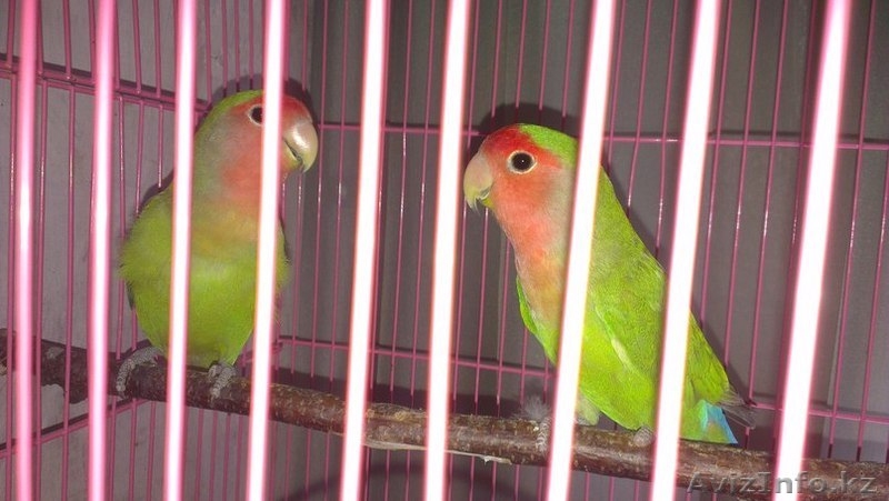 Продам Неразлучников)) - Изображение #3, Объявление #1084369