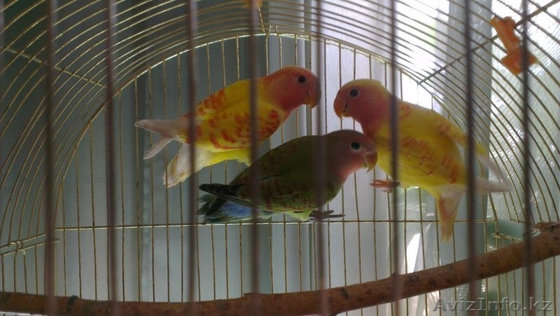 Продам Неразлучников)) - Изображение #4, Объявление #1084369