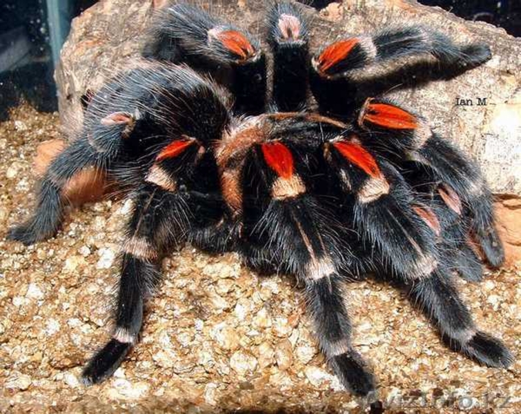 Продам скорпионов пауков птицеедов - Изображение #1, Объявление #1118599