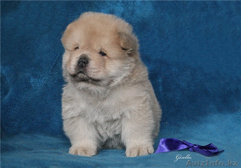 шикарные щенки чау-чау - Изображение #5, Объявление #1200203