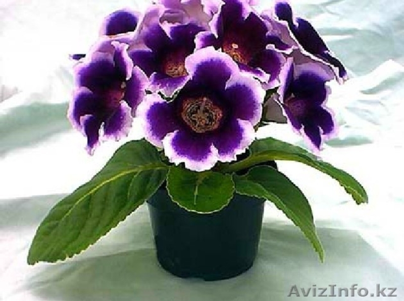 Продам прекраснейшие глоксинии - Изображение #3, Объявление #1362181